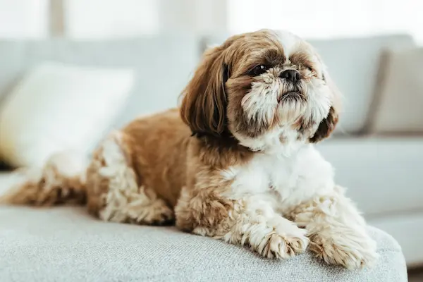 shih tzu koeratõug