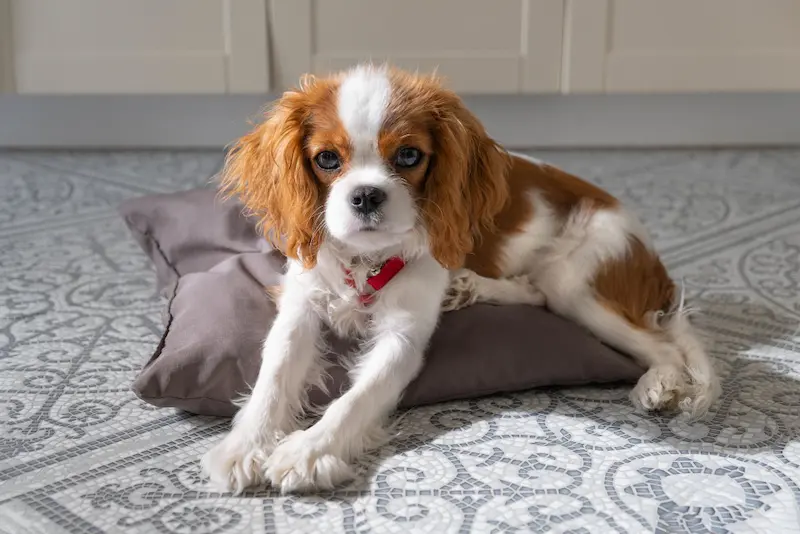 Cavalier King Charles Spaniel
