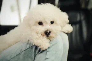 bichon frisé