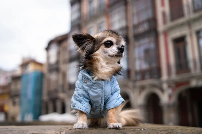 chihuahua