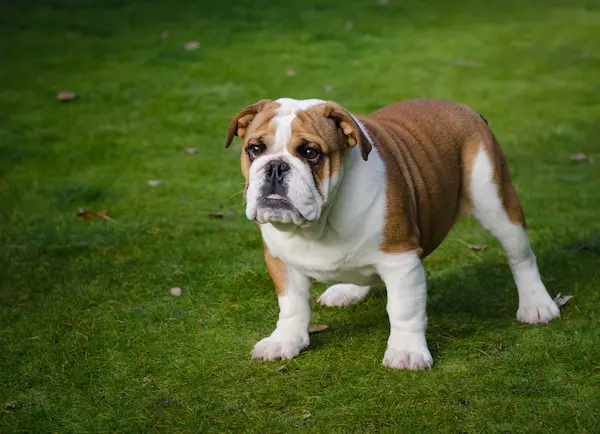 inglise buldog koeratõug