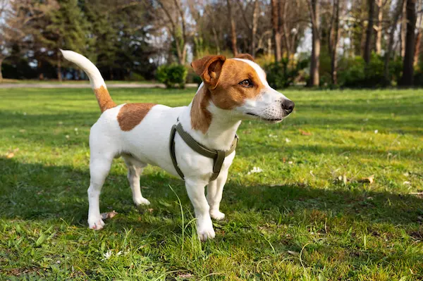 jack russell