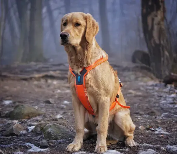 kuldne retriiver koer