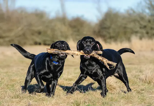 labradori retriiver koeratõug
