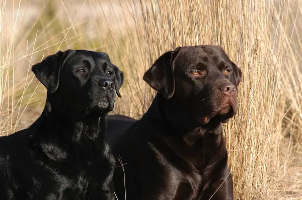 labradori-retriiver