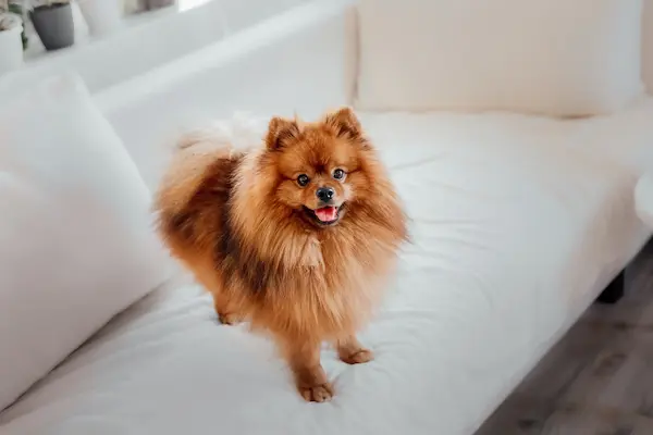 pomeranian kääbusspits