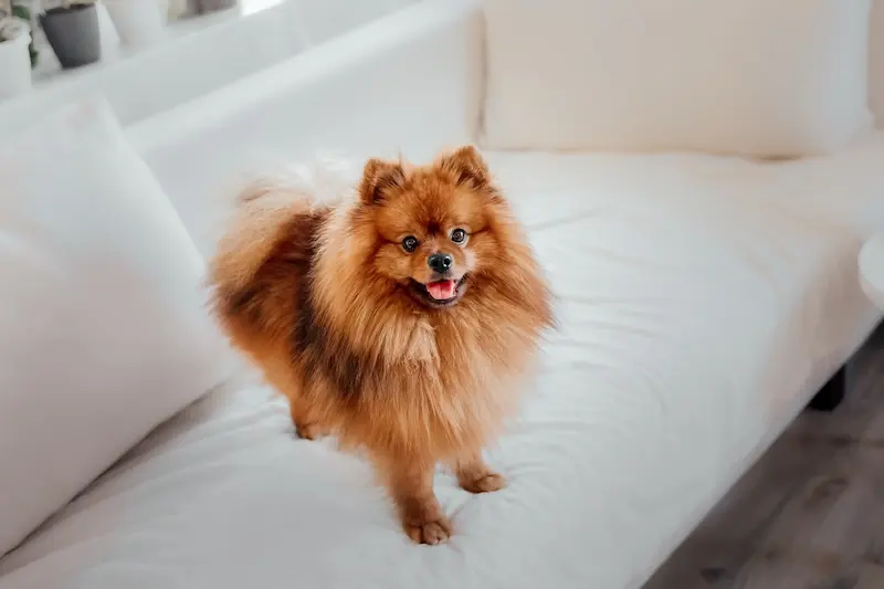 pomeranian kääbusspits