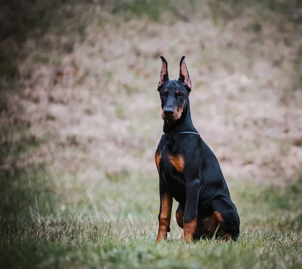 dobermann