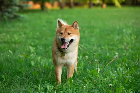 jaapani akita inu